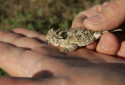 Texas Horned Lizard, Phrynosoma cornutum