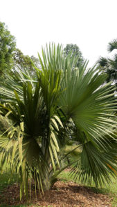 Tahina Palm, Tahina spectabilis