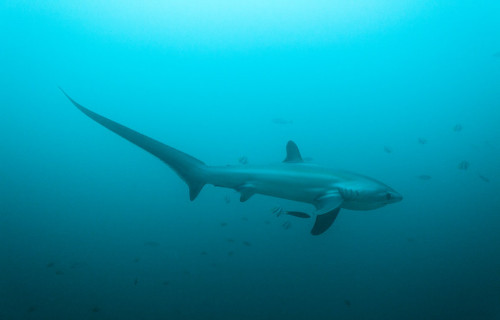 Thresher Shark, Alopias