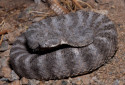 Tiger Rattlesnake, Crotalus tigris