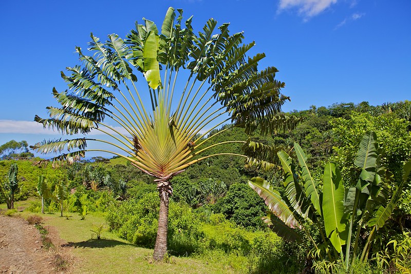 Traveller's Palm, Ravenala