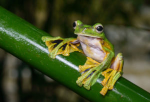 Wallace's Flying Frog, Rhacophorus nigropalmatus