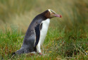 Yellow Eyed Penguin, Megadyptes antipodes