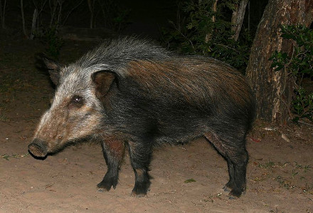 African Bush Pig, Potamochoerus larvatus