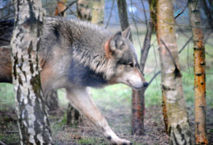 Alaskan Timber Wolf, Canis lupus occidentalis