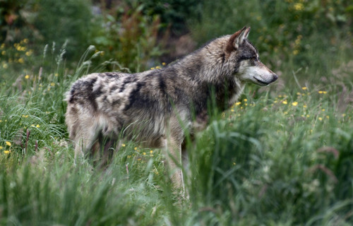 Alaskan Timber Wolf, Canis lupus occidentalis