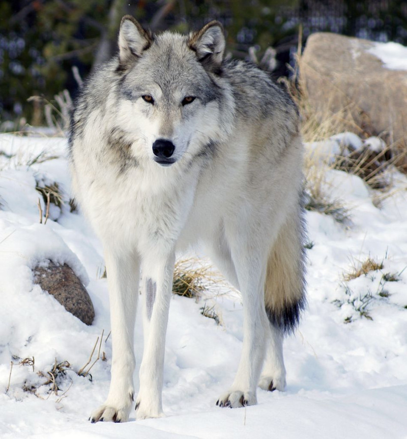 Alaskan Timber Wolf, Canis lupus occidentalis