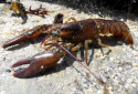 American Lobster, Homarus americanus