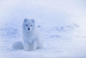 Arctic Fox, Vulpes lagopus