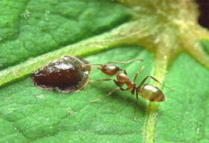 Argentine Ant, Linepithema humile