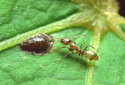 Argentine Ant, Linepithema humile