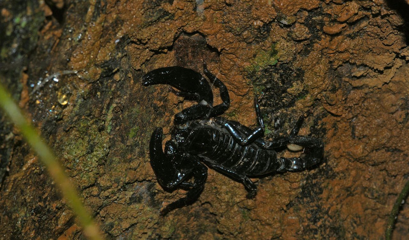 Asian Forest Scorpion, Heterometrus longimanus