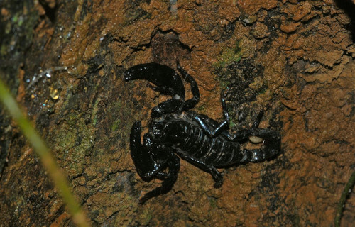 Asian Forest Scorpion, Heterometrus longimanus