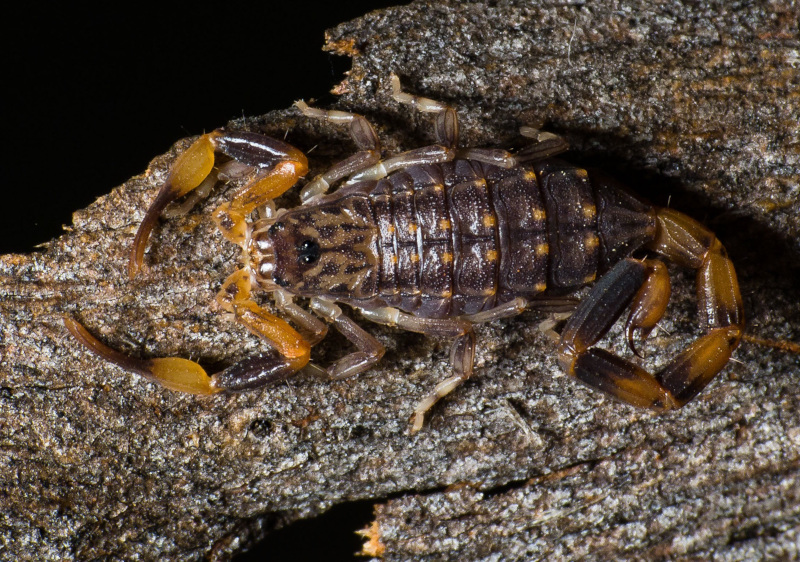Lesser Brown Scorpion, Isometrus maculatus