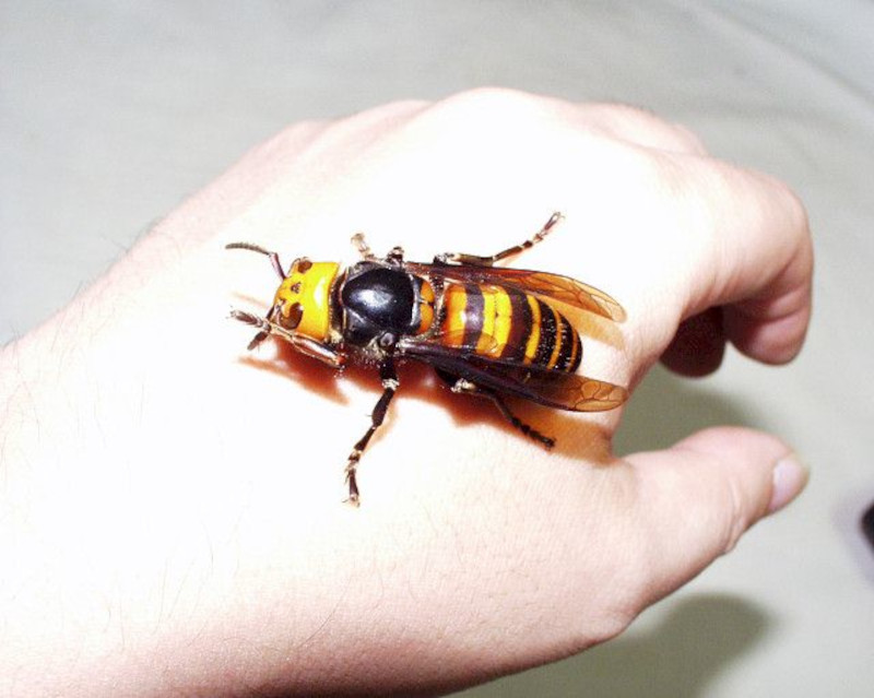 Asian Giant Hornet, Vespa mandarinia