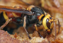 Asian Giant Hornet, Vespa mandarinia