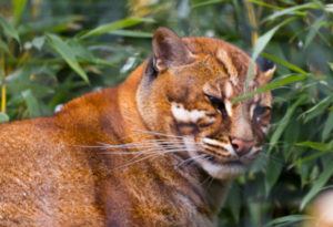 Asian Golden Cat, Catopuma temminckii