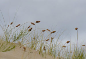 Baikal Sedge, Carex sabulosa