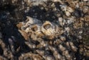 Barnacle, Cirripedia