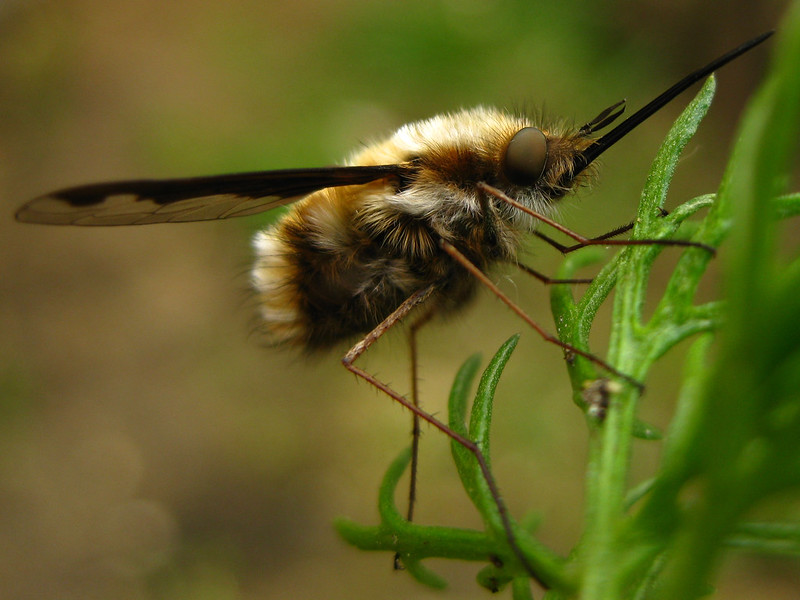 Bee Fly, Bombyliidae