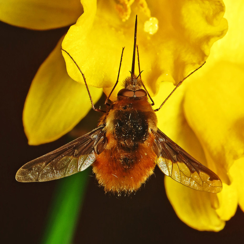 Bee Fly, Bombyliidae