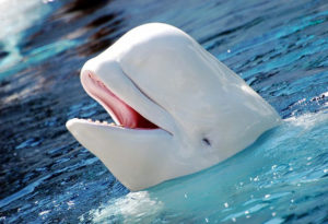 Beluga Whale, White Whale, Delphinapterus leucas