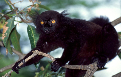 Breathtaking Primates of the World