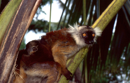 Black Lemur, Eulemur macaco