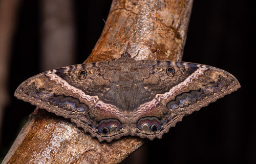 Black Witch Moth, Ascalapha odorata