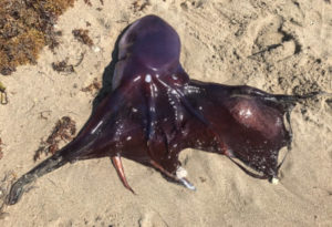 Blanket Octopus, Tremoctopus