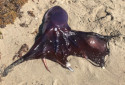 Blanket Octopus, Tremoctopus