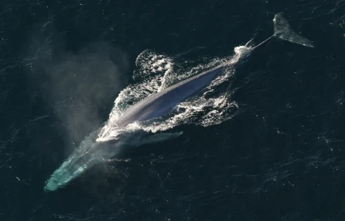 3 Astounding Antarctic Whales