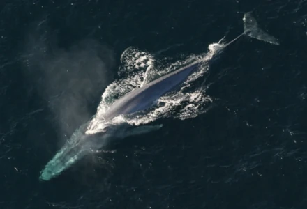 Blue Whale, Balaenoptera musculus