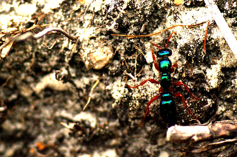 Bluebottle Ant, Diamma bicolor