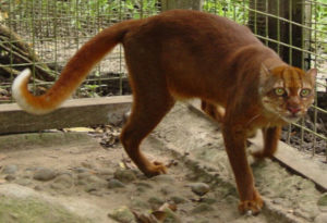 Borneo Bay Cat, Catopuma badia