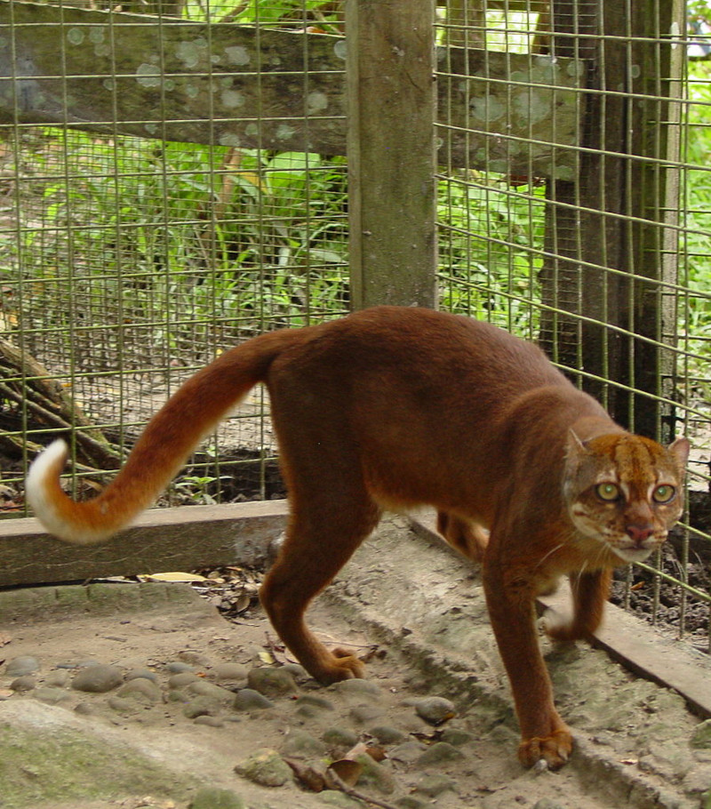Borneo Bay Cat, Catopuma badia
