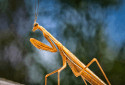 Brown Mantis, Archimantis latistyla