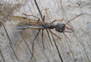 Bulldog Ant, Myrmecia