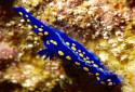 California Blue Dorid, Felimare californiensis