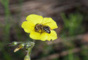 Cape Honey Bee, Apis mellifera capensis