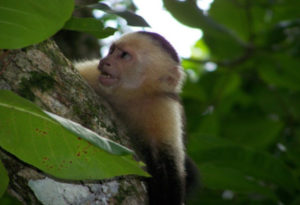 Capuchin, Cebus capucinus