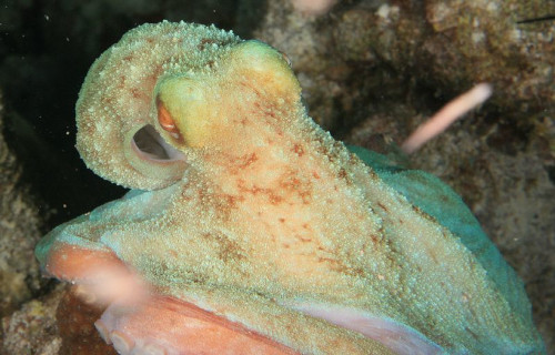 Caribbean Reef Octopus, Octopus briareus
