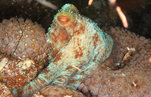 Caribbean Reef Octopus, Octopus briareus