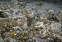 Caribbean Reef Octopus, Octopus briareus