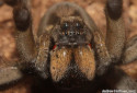 Carolina Wolf Spider, Hogna carolinensis