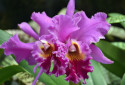 Cattleya Orchid, Cattleya