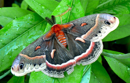 Cecropia Moth, Hyalophora cecropia