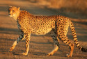 Cheetah, Acinonyx jubatus