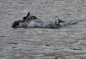 Chilean Dolphin, Cephalorhynchus eutropia