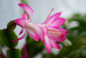 Christmas Cactus, Schlumbergera